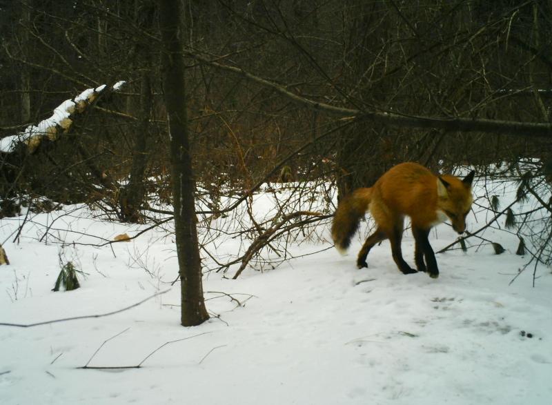 fox defecating